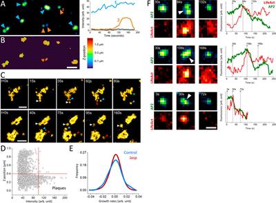 Endocytosis at extremes: Formation and internalization of giant clathrin-coated pits under elevated membrane tension